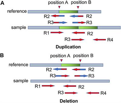 CNV-PCC: An efficient method for detecting copy number variations from next-generation sequencing data